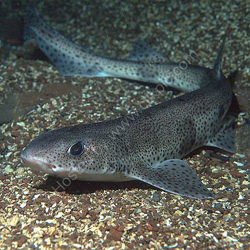 Small-spotted Catshark